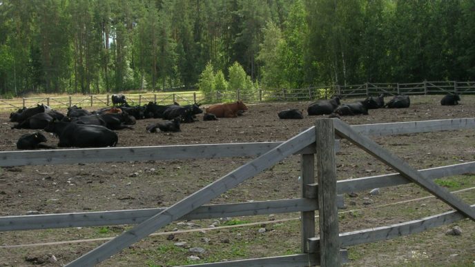 Lehmät laiduntamassa